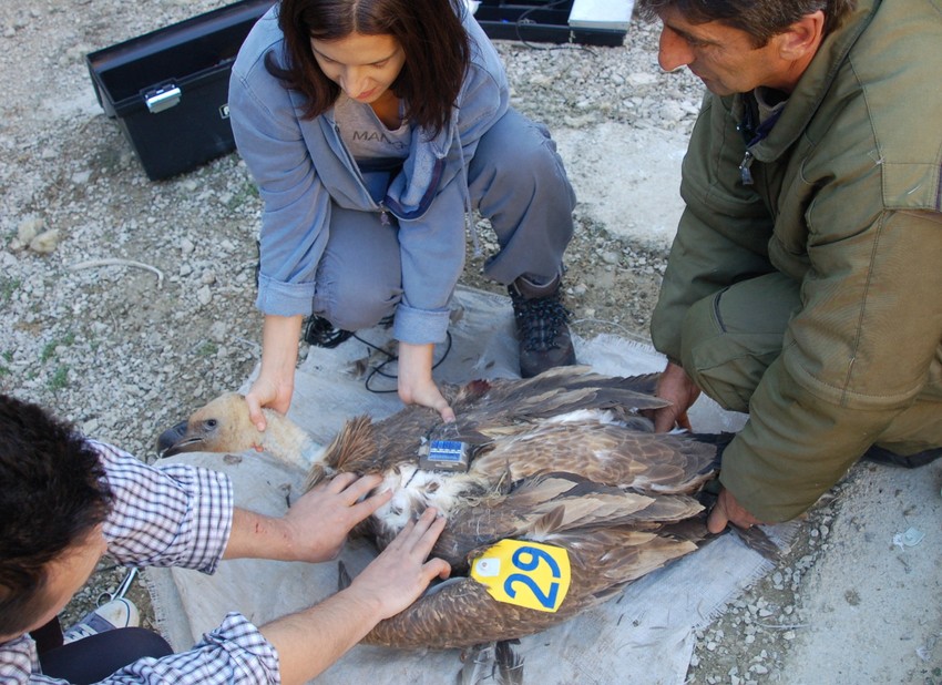 Deo naučnog projekta: Ugradnja savremene elektronske opreme beloglavim supovima