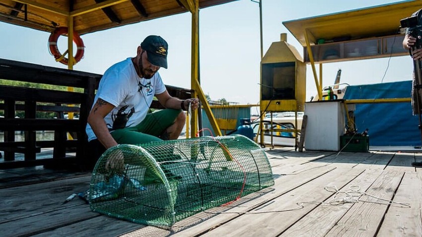 Nenad Pešut u lovu na invazivnu vrstu rakova