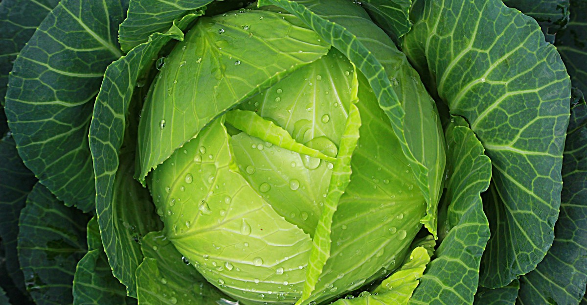 Kapusta - właściwości, zastosowanie i wskazania lecznicze. Jak