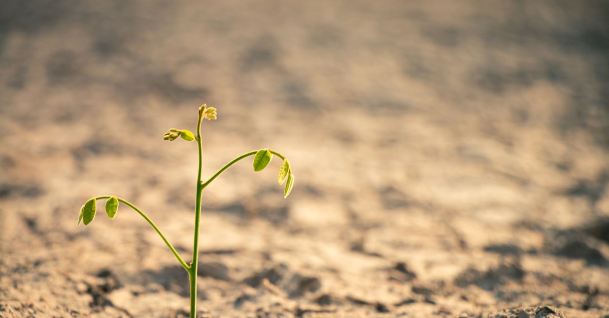 Wniosek suszowy 2025 ARiMR - do kiedy składać wnioski? Aplikacja suszowa już działa! Sprawdź terminy i wysokości wypłat
