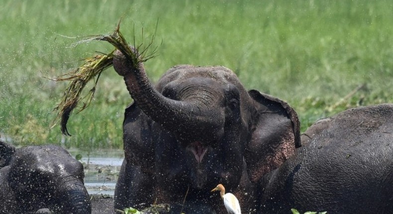 Elephants kill roughly 60 people every year in India's forested eastern state of Jharkhand