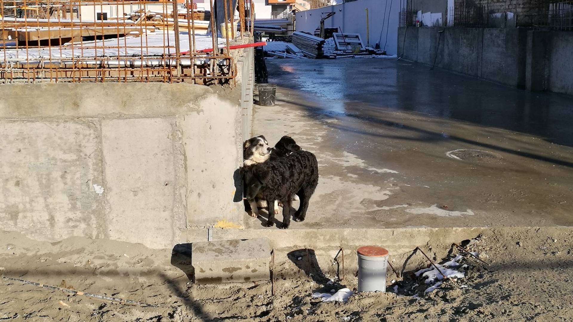 Scena ispred pančevačke veterinarske ambulante pokazuje koliko smo nisko pali