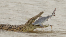 Krokodil és cápa valószínűtlen találkozását kapták lencsevégre Ausztráliában – Fotón a természet ritka pillanatai