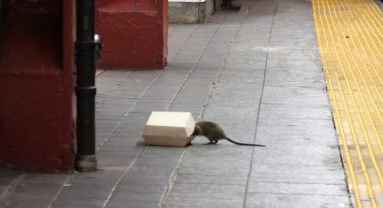 A rat climbs into a box with food in it on the platform at the Herald Square subway station in New York City on July 4 2017.Gary Hershorn/Getty Images