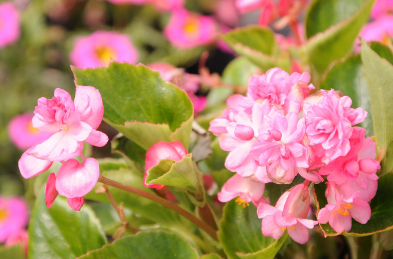 Begonia "Doble Dark Pink"