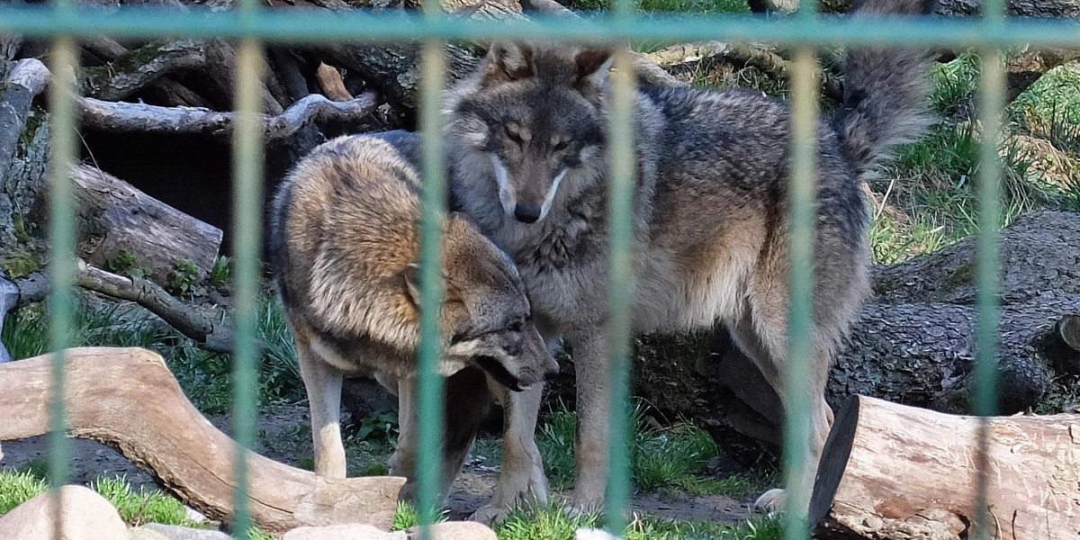 Wilki zamieszkają w poznańskim zoo