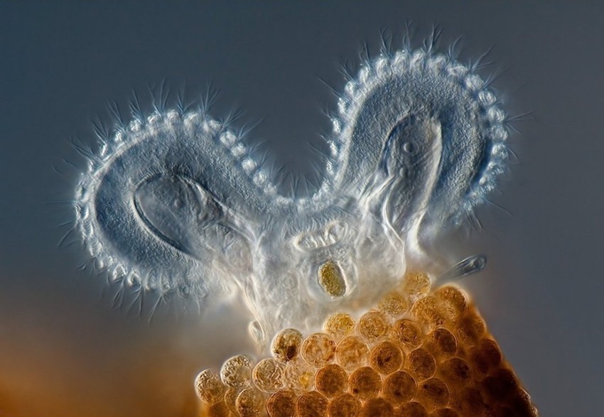Pobednička fotografija: Rotifer Floscularia