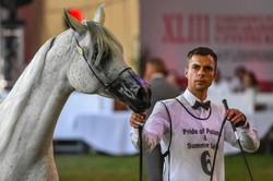 Aukcja Pride of Poland zakończona. Ile zarobiono na sprzedaży koni?