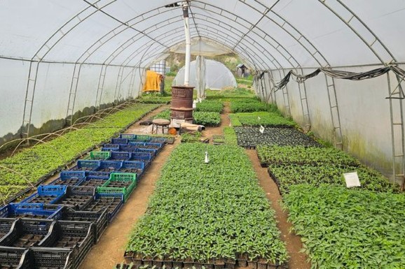 Školovao se u Beogradu, pa se vratio u rodno selo! Ljubisav iz Brodareva ima preko 20 ari pod plastenicima: Svi čekaju njegove paprike i paradajz (FOTO)