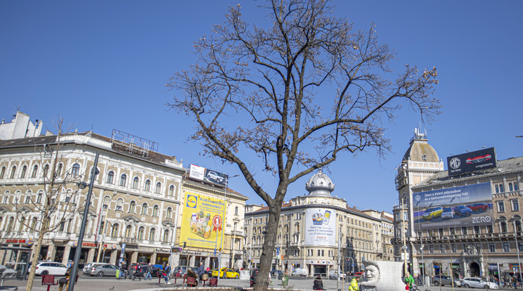 Kettétörtek egy fát a Blaha Lujza téren / Archív fotó: Czerkl Gábor