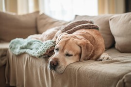 Stručnjak otkriva: Da li je u redu DA PUSTITE PSA NA KAUČ ili je to velika greška?