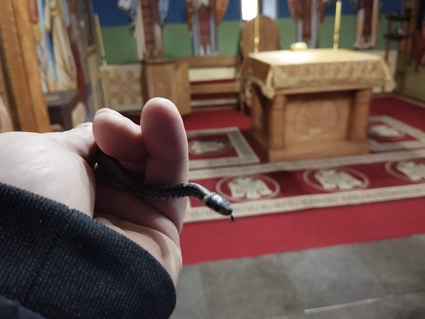 Zmije u crkvi