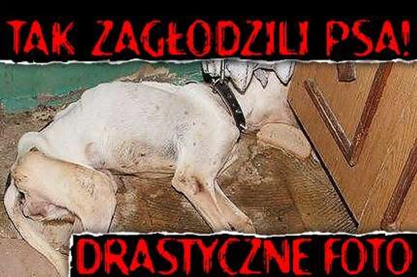 Tak zagłodzili psa! Drastyczne FOTO