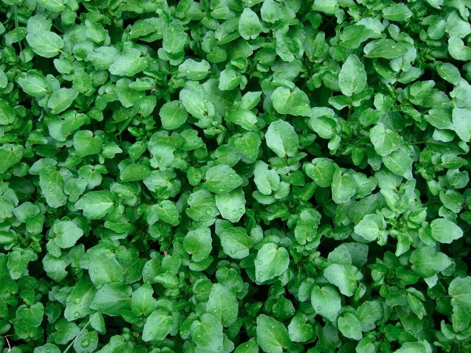 No. 1. Watercress