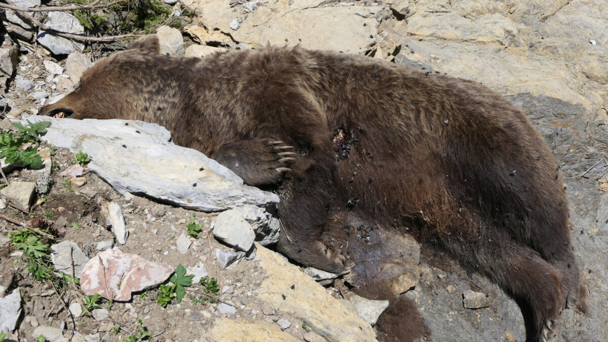 Niedźwiedzica zginęła prawdopodobnie w wyniku upadku z dużej wysokości