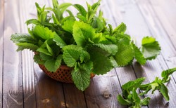 Spokojnie, to tylko MELISA