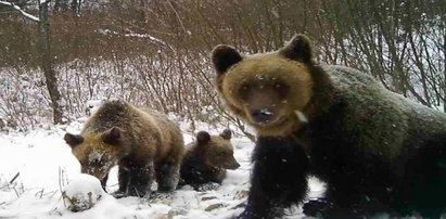 Wilki zaatakowały niedźwiedzie. Leśniczy ruszył z pomocą