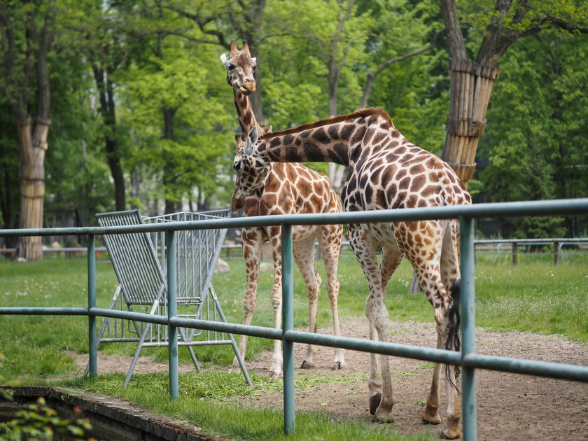 Można znów zwiedzać zoo