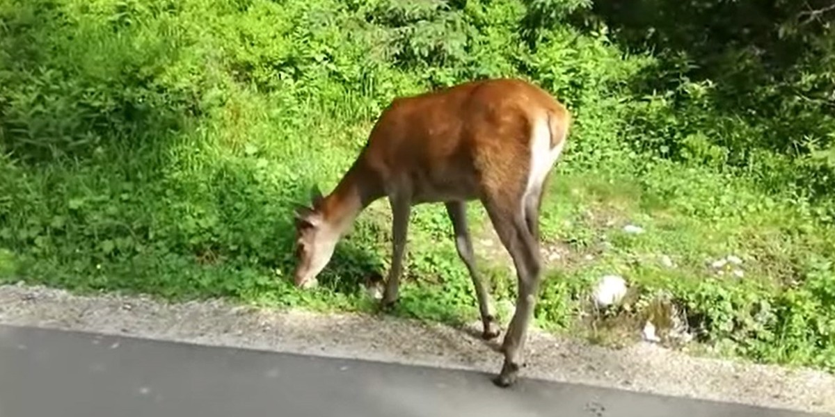 Jeleń nauczył się, że dostaje od turystów jedzenie.