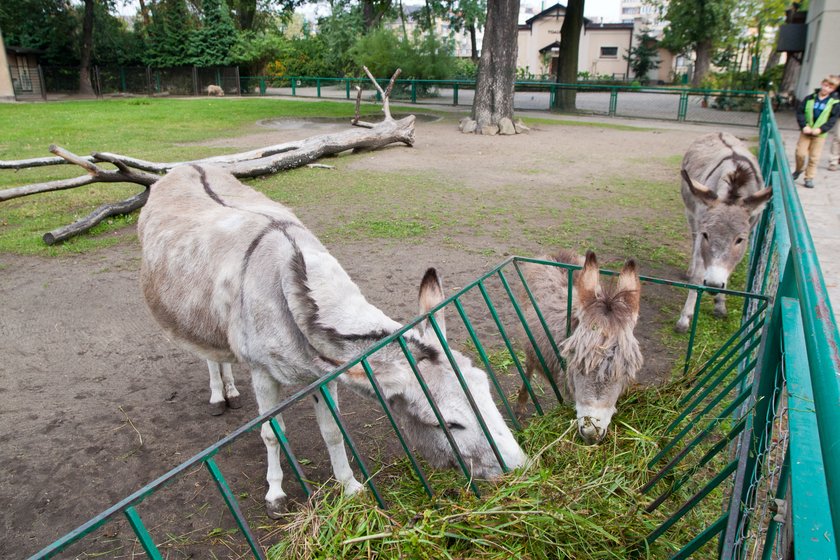 Radny Michał Grześ pyta o los zwierząt z poznańskiego ogrodu zoologicznego