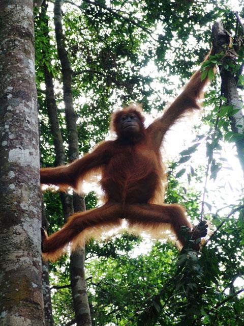 Galeria Indonezja - Orangutany z Sumatry, obrazek 1