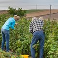 Ukraińcy chętnie pracują w Polsce. Mogą u nas zarobić