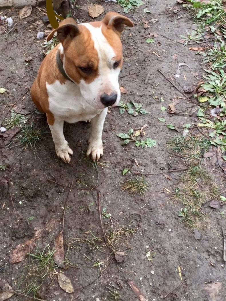 Konačno pronađen mezimac