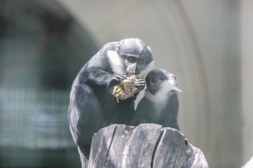 Koczkodan nie dał jeść swojemu potomkowi