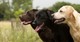 A Labrador Retriever kiváló házőrző, barátságos, mozgékony és aktív társállat. Na és azt tudtad, hogy kiváló úszó is?