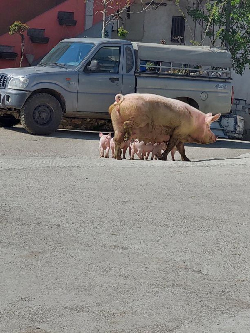 Svinja sa prasićima u Čačku