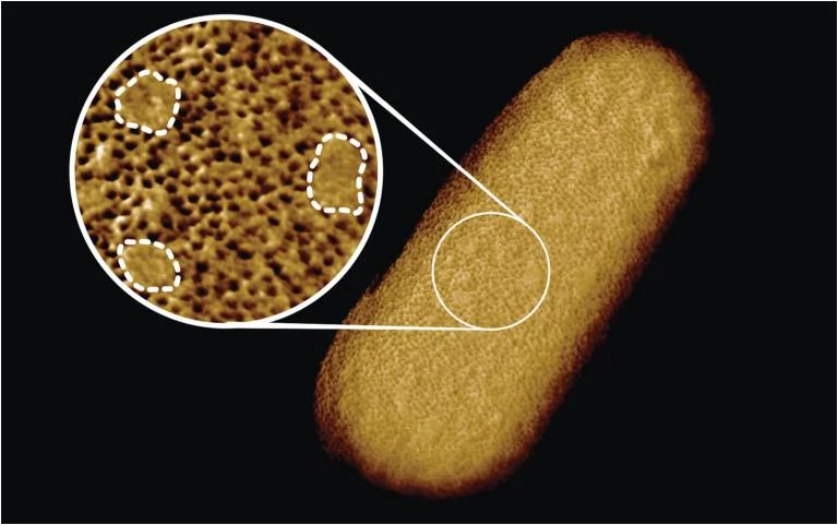 ecoli-bakteria-przybliżenie