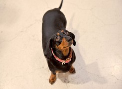 Niezwykła historia jamnika. Pies przeżył 529 dni w australijskim buszu