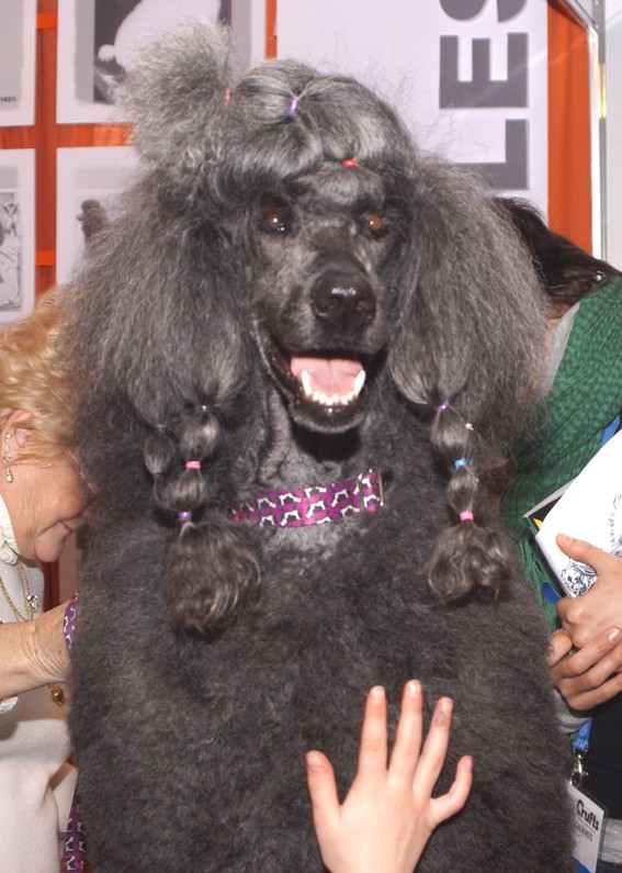 CRUFTS osobliwości