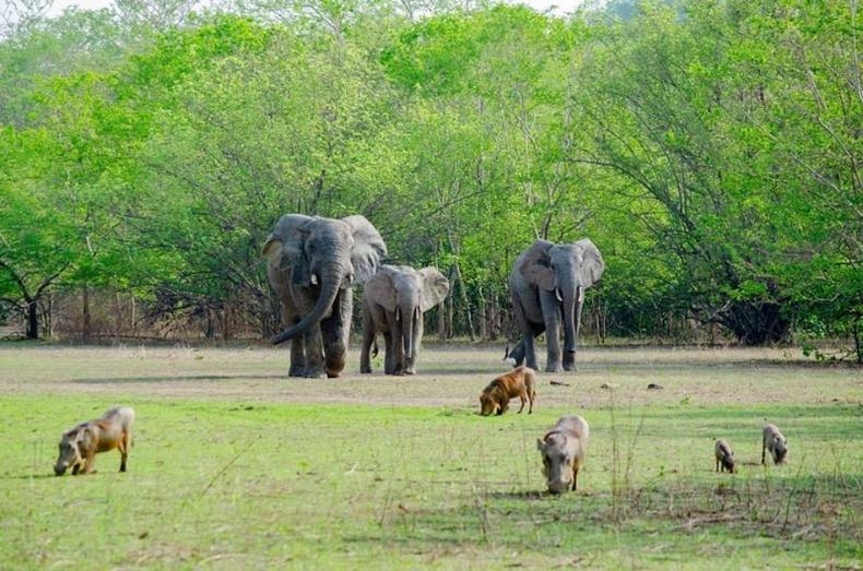 Mole National Park