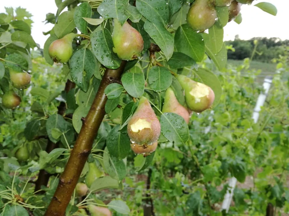 Ratar Nenad Božić smatra da prednost prilikom procene štete imaju voćari