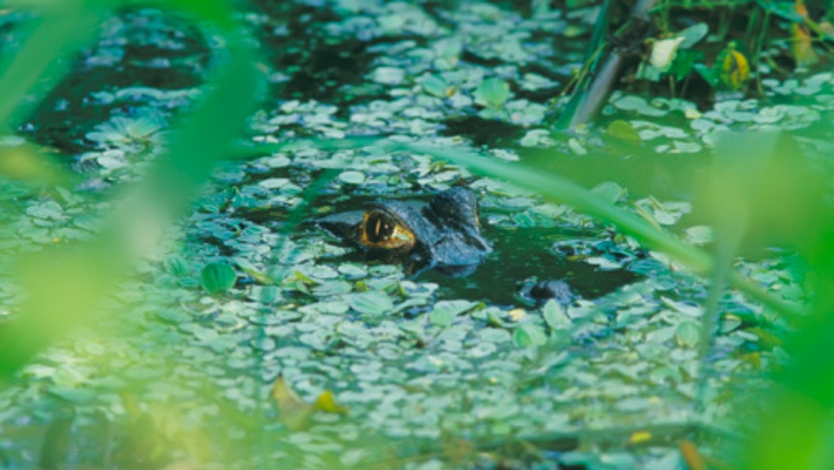 Park na północno-zachodnim skrawku Boliwii może być najbardziej zróżnicowanym biologicznie miejscem na Ziemi - oceniają eksperci z Wildlife Conservation Society (WCS), po dopracowaniu listy tamtejszych gatunków.