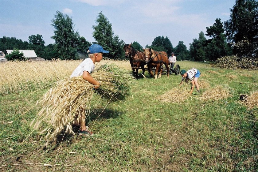 Dzieci podczas wakacji pomagają przy żniwach - 2002 r.