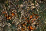 Monarch butterflies on native pine tree