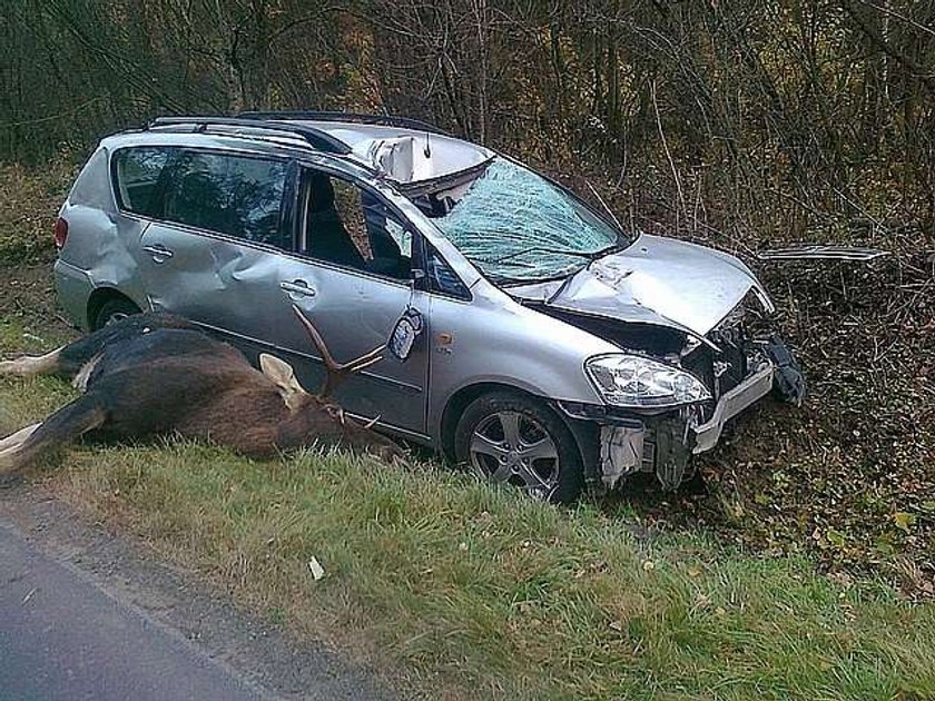 Przeżyli zderzenie z 300 kg łosiem! FOTY