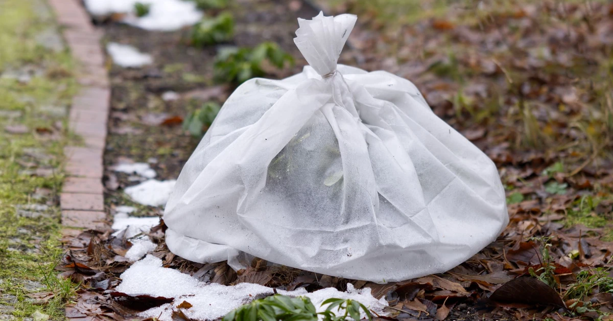 Nadciągają silne mrozy. Ostrzeżenie dla ogrodników przed spadkami temperatur do -18°C