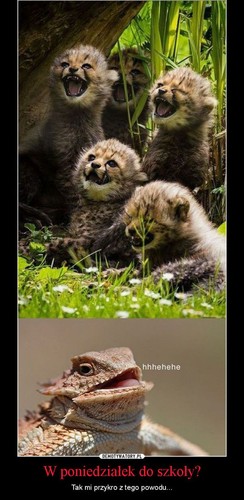 Powrót do szkoły szyderczym okiem internautów