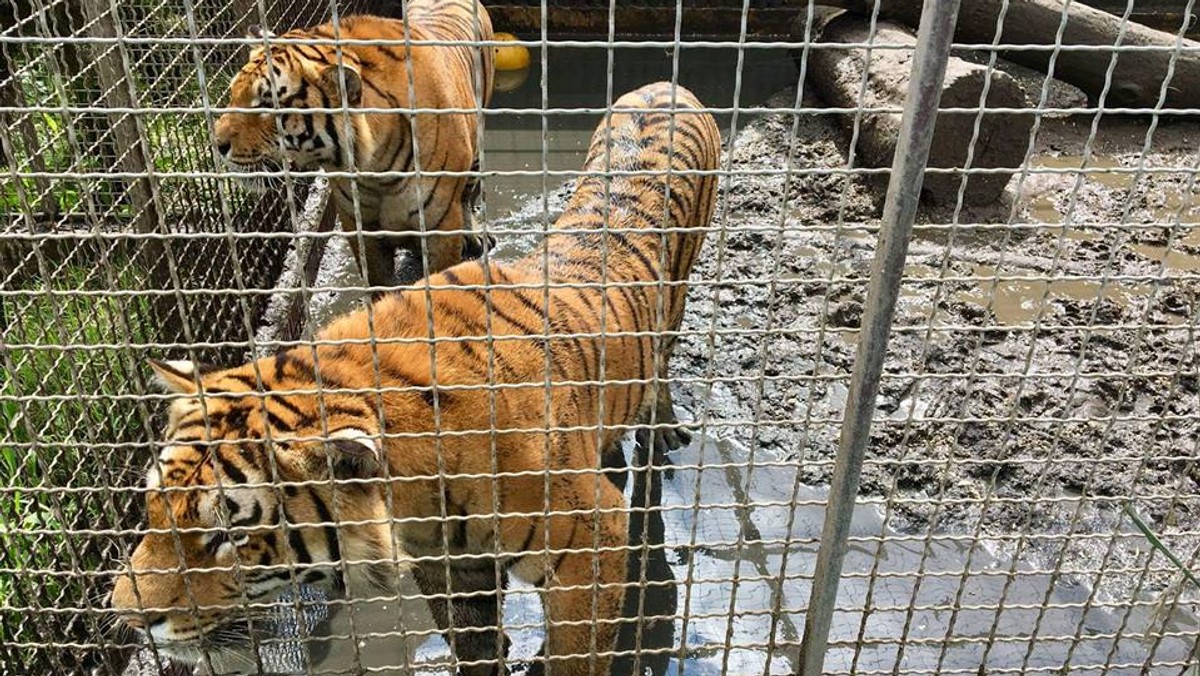 Prokuratura bada zawiadomienie ws. poznańskiego zoo. Odpowiedź pracowników