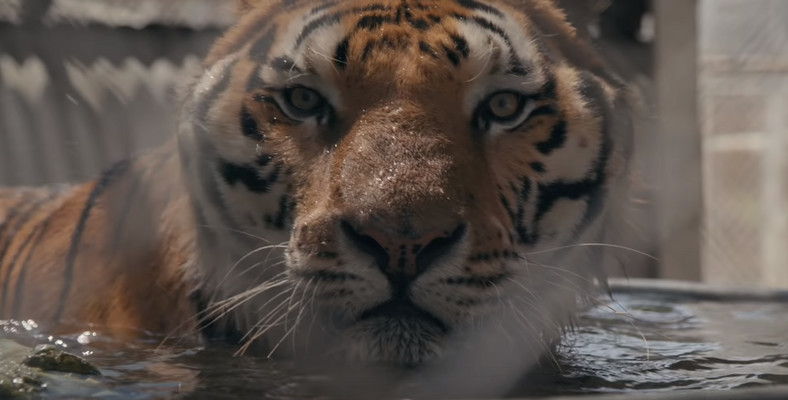 "Król tygrysów": kadr z filmu