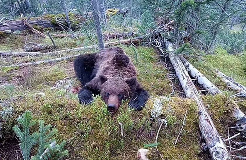 Horror w parku narodowym. 16-latek został rozszarpany przez niedźwiedzia