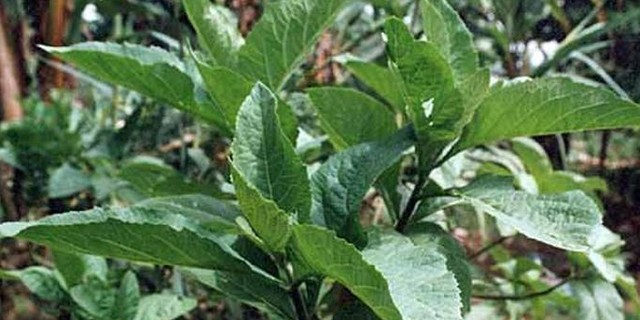 14 Health Benefits of Bitter Leaves (Vernonia Amygdala)