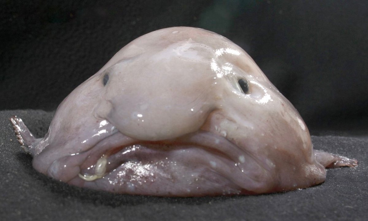 "Najbrzydsza ryba świata" nie jest tak brzydka. To wina człowieka