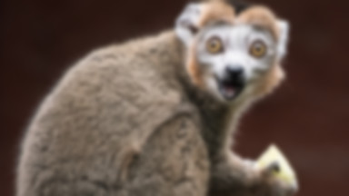 Jeden z najrzadszych gatunków lemurów zamieszkał we wrocławskim zoo