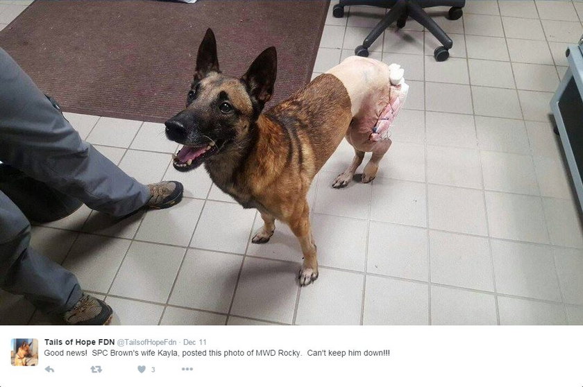 Andrew Brown i jego pies Rocky zostali ranni w Afganistanie