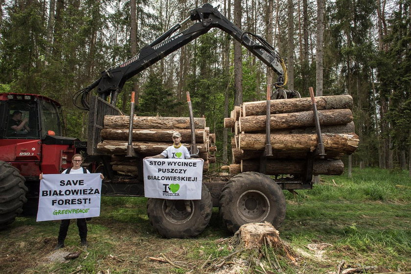 Protest ekologów. Przykuli się do drzew w Puszczy Białowieskiej