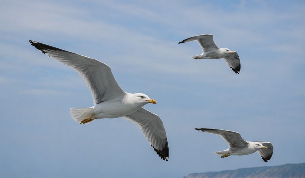 Galebovi